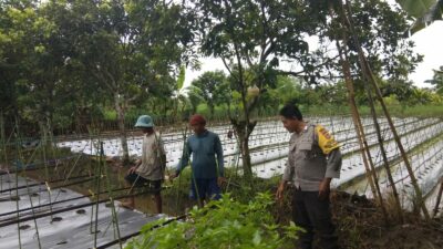 Polsek Kediri Aktif Dampingi Petani Wujudkan Kemandirian Pangan