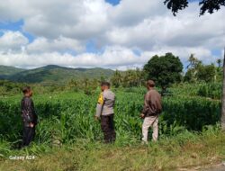 Dukung Petani Desa Giri Tembesi, Polsek Gerung Perkuat Edukasi Pertanian
