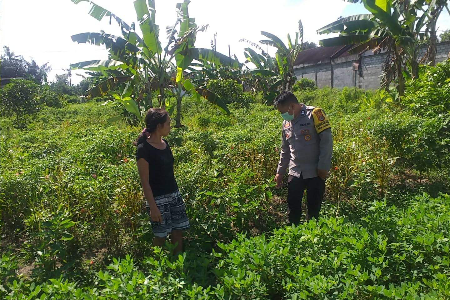 Ketahanan Pangan Desa Jagaraga Diperkuat Lewat Pendampingan Polri