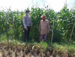 Jagung Manis Jadi Simbol Ketahanan Pangan Desa Jagaraga