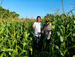 Bhabinkamtibmas Aktif di Lahan Jagung Mareje Timur, Dukung Ketahanan Pangan NTB