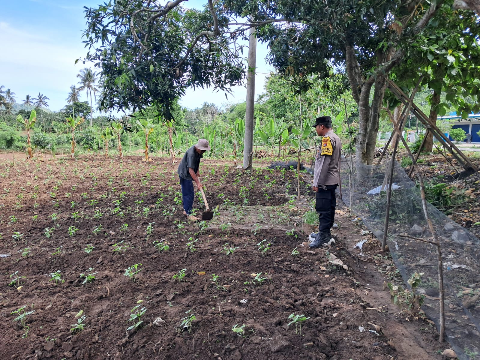 DDS Polsek Sekotong Dorong Pemanfaatan Lahan Pertanian Warga