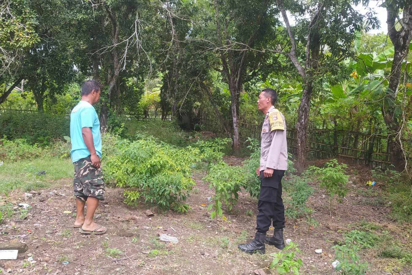 Dukung Ketahanan Pangan, Polisi Edukasi Warga Sekotong Tanam Cabai