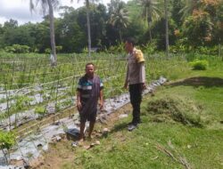 Lahan Kosong Jadi Solusi Swasembada Pangan di Sekotong