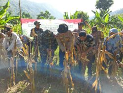 Lahan 20 Are Batulayar Bukti Swasembada Jagung