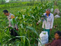 Pendekatan Humanis Polri Perkuat Ketahanan Pangan di Tingkat Desa