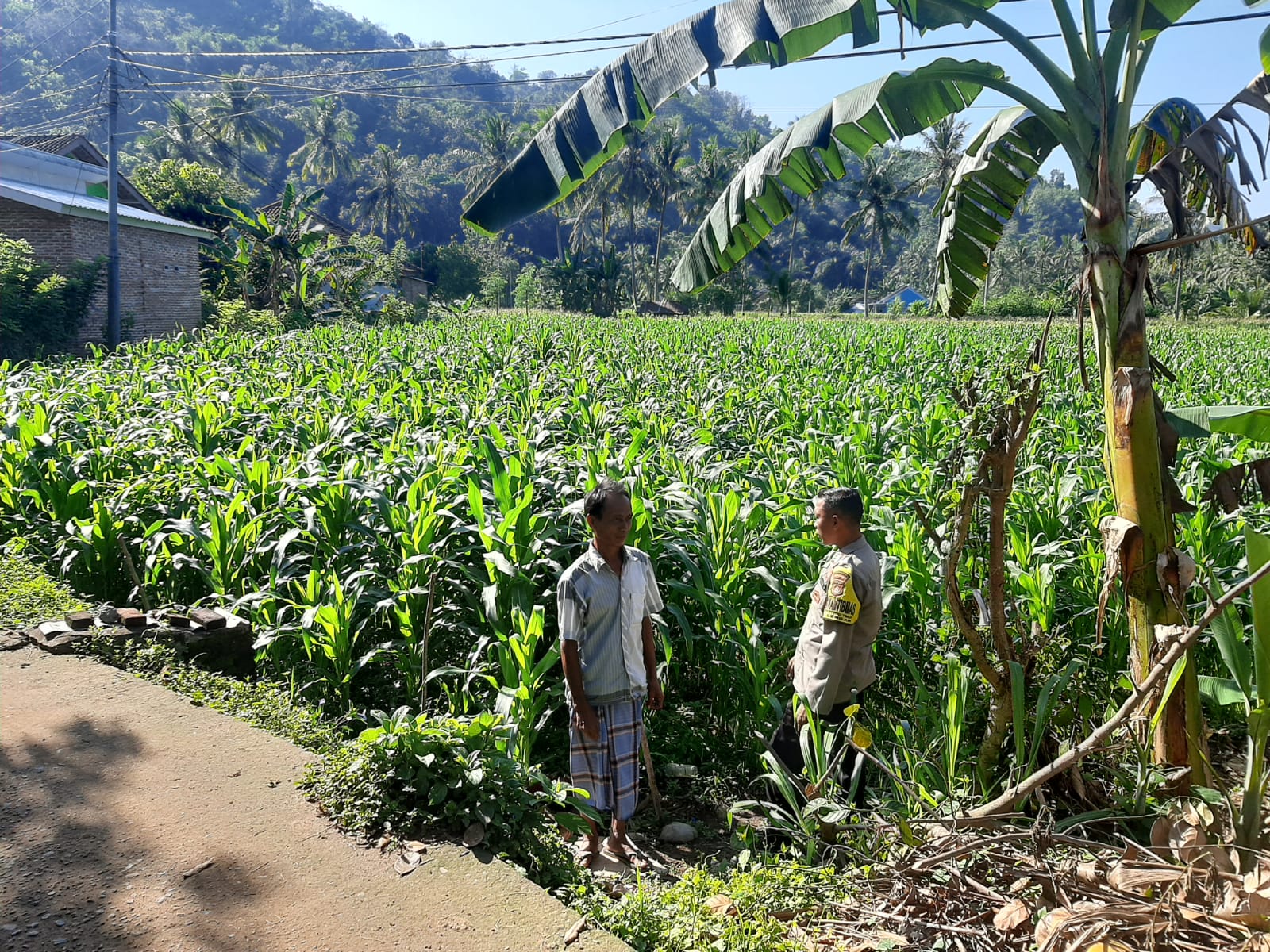 Polisi Sambangi Petani Jagung di Sekotong Timur, Dukung Ketahanan Pangan