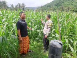 Pendampingan Polri di Dusun Jelateng, Jagung NTB Siap Panen