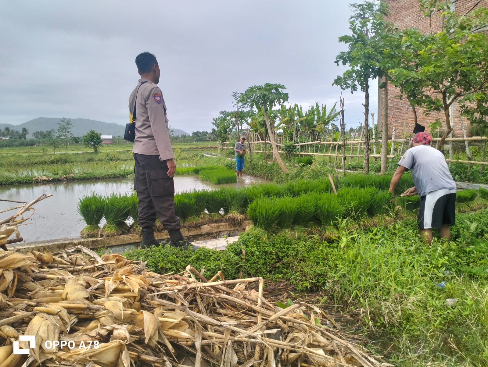 Polri Pantau Langsung Tanam Padi di Desa Lelede, Lombok Barat