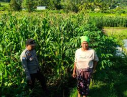 Dukung Petani, Polisi di Lembar Pantau Lahan Jagung Warga