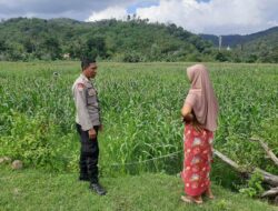 Bhabinkamtibmas Sambangi Lahan Jagung di Sekotong Timur, Ini Tujuannya
