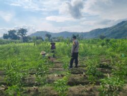 Inisiatif Polsek Lembar Perkuat Sektor Pertanian di Desa Binaan