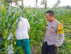 Sinergi Polisi dan Petani Dorong Ketahanan Pangan NTB