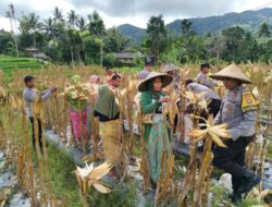Desa Mareje Timur Sukses Gelar Panen Raya Jagung
