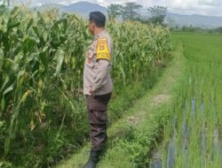Bhabinkamtibmas Polsek Gerung Aktif Dampingi Petani Desa Beleka