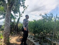 Bhabinkamtibmas Polsek Woha Pantau Lahan Cabai Rawit Milik Warga Binaan, Wujud Nyata Dukung Penuh Program Ketahanan Pangan Nasional