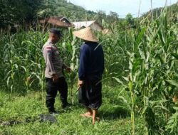 Polri dan Petani Sekotong Bersinergi untuk Kemandirian Pangan Lokal