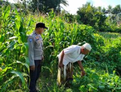 Polri Turun ke Lahan Jagung di Mareje Timur, Dorong Ketahanan Pangan