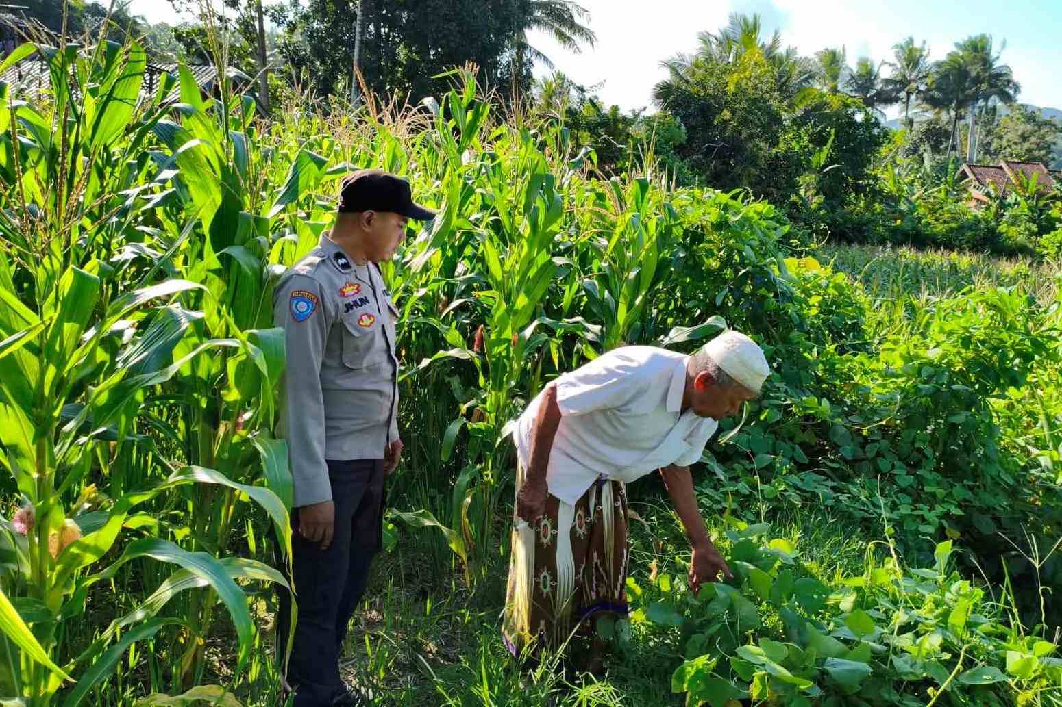 Langkah Strategis Polri Jaga Ketahanan Pangan di Desa Mareje Timur