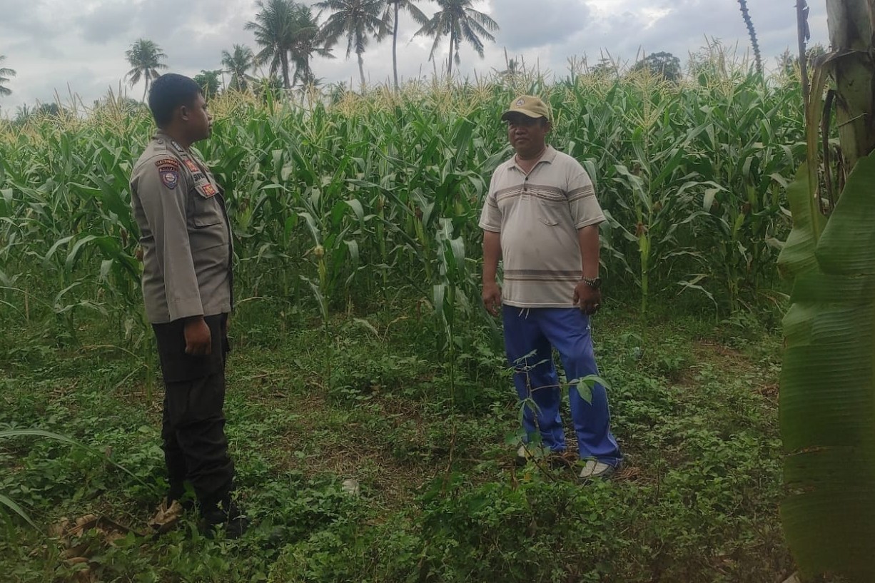 Pemanfaatan Pekarangan dan Jagung Siap Panen, Banyumulek Jadi Contoh Ketahanan Pangan NTB