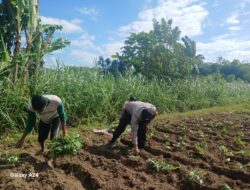Sinergi Polsek Gerung dan Petani Giri Tembesi, Menuju Pertanian Berkelanjutan