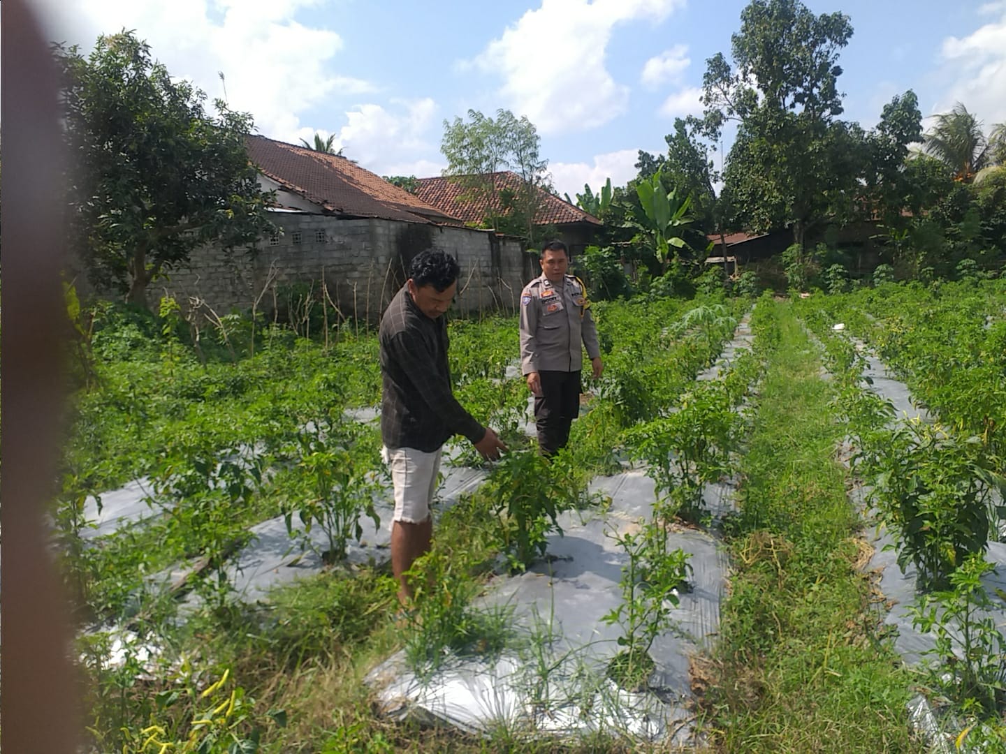 Bhabinkamtibmas Jagaraga Gencarkan Sosialisasi Ketahanan Pangan, Dorong Petani Manfaatkan Lahan