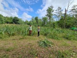 Warga Desa Pelangan Didorong Tanam Sayur: Upaya Ketahanan Pangan Lokal