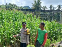 Inisiatif Ketahanan Pangan di Desa Pelangan: Kolaborasi Warga dan Bhabinkamtibmas