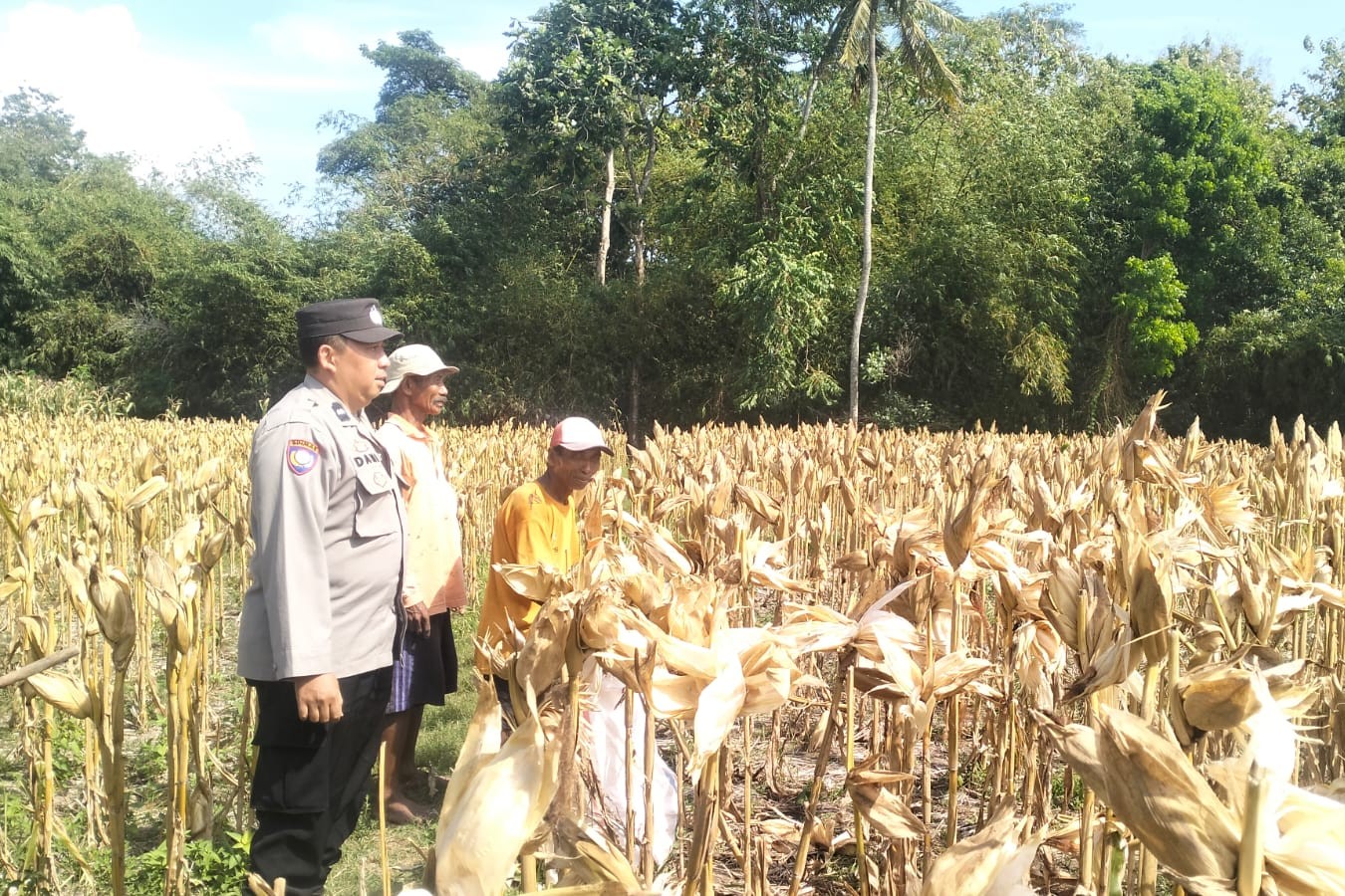 Panen Jagung Sukses di Gerung Selatan, Polri Hadir Jaga Kondusivitas