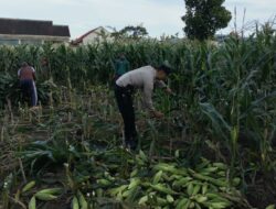 Peran Aktif Bhabinkamtibmas Labuapi dalam Meningkatkan Produktivitas Pertanian