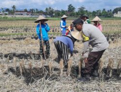 Ketahanan Pangan Jadi Prioritas: Polri Aktif Dampingi Petani di Lombok Barat