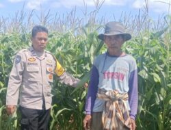 Jagung Siap Panen, Polisi Aktif Kawal Ketahanan Pangan di Desa Beleka