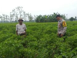 Polsek Kuripan Perkuat Ketahanan Pangan Warga lewat Pendampingan Aktif