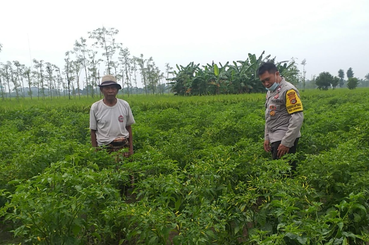 Polsek Kuripan Perkuat Ketahanan Pangan Warga lewat Pendampingan Aktif