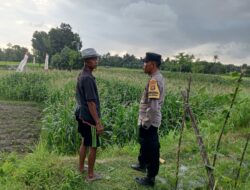 Sinergi Polri dan Petani: Lahan Tidur di Kuripan Utara Kini Produktif