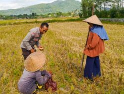 Program Ketahanan Pangan Didukung Polsek Kuripan, Petani Antusias Sambut Pupuk Subsidi