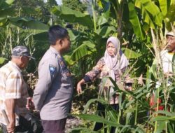 Ketahanan Pangan Banyumulek: Sinergi Bhabinkamtibmas dan PPL di Lahan Jagung