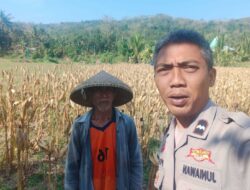Polri Hadir di Ladang Jagung Eyat Mayang, Wujud Kepedulian terhadap Ketahanan Pangan