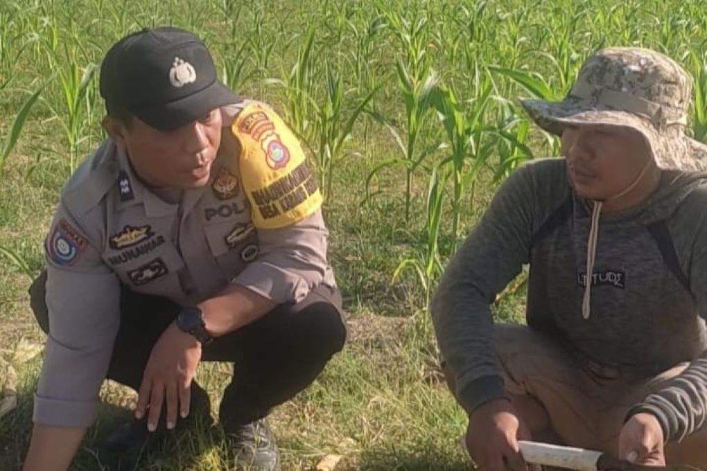 Bhabinkamtibmas Karang Bongkot Dukung Petani Jagung Manis Eksotik Lombok Barat