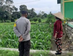 Bhabinkamtibmas Turun ke Lahan Jagung Wujudkan Ketahanan Pangan Desa Montong Are
