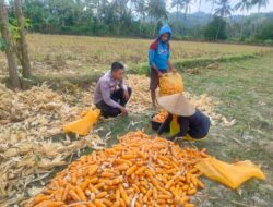 Sinergi Polri dan Petani Jagung di Eyat Mayang, Lembar