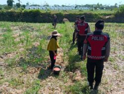 Polri Aktif di Lahan Jagung Desa Kuripan, Ketahanan Pangan Jadi Prioritas