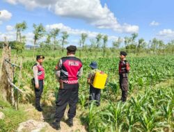 Sinergi Polres Lombok Barat dan Petani Desa Dasan Geres Wujudkan Swasembada Jagung