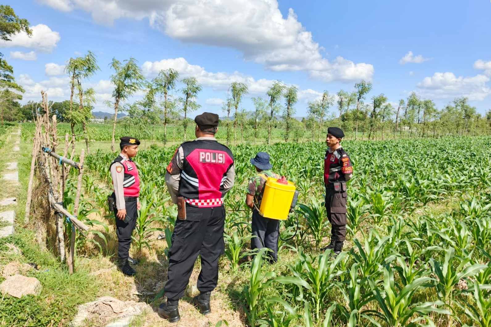 Polres Lombok Barat Dukung Petani Jagung di Desa Dasan Geres