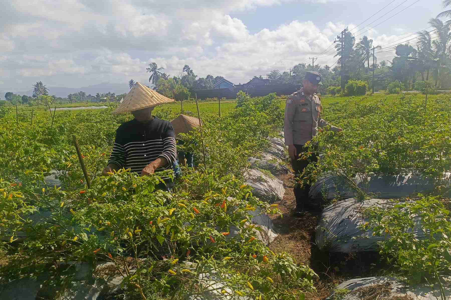 Polri Dampingi Petani Panen Cabai di Kuripan Utara, Dukung Ketahanan Pangan Lokal