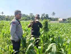 Bhabinkamtibmas Batulayar Gerakkan Ekonomi Lokal Lewat Pertanian Mandiri