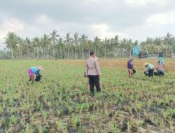Silaturahmi dan Pendampingan Petani, Bhabinkamtibmas Banyu Urip Fokus Jagung Rincung
