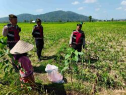 Patroli Samapta di Lahan Jagung Kuripan Jaga Produksi Pertanian
