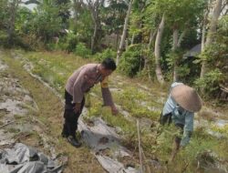 Sinergi Polisi dan Warga di Desa Kuranji, Lahan Kosong Disulap Jadi Kebun Produktif