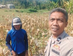 Dukung Program Pangan, Bhabinkamtibmas Polres Lombok Barat Turun ke Sawah Petani Jagung